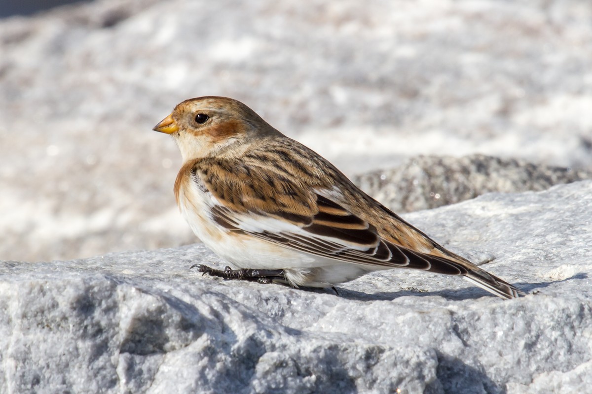 Snow Bunting - Edward Boyd