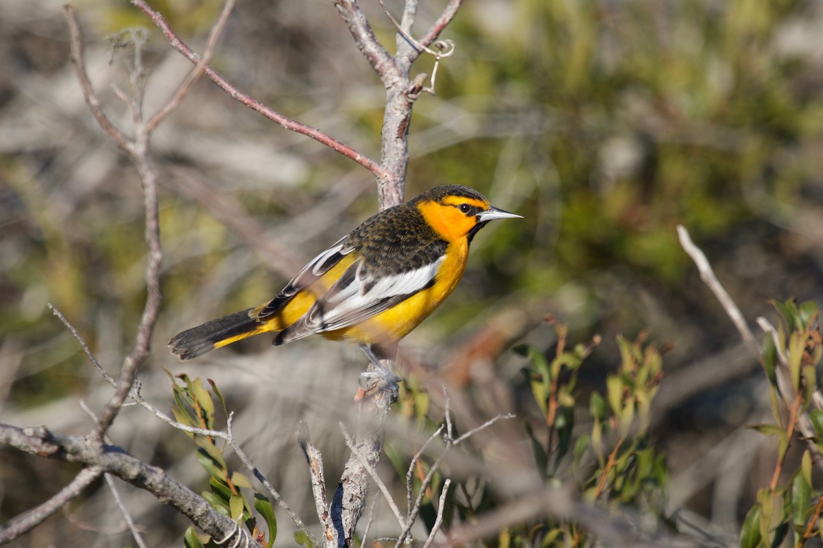 Bullock's Oriole - Mike Collins