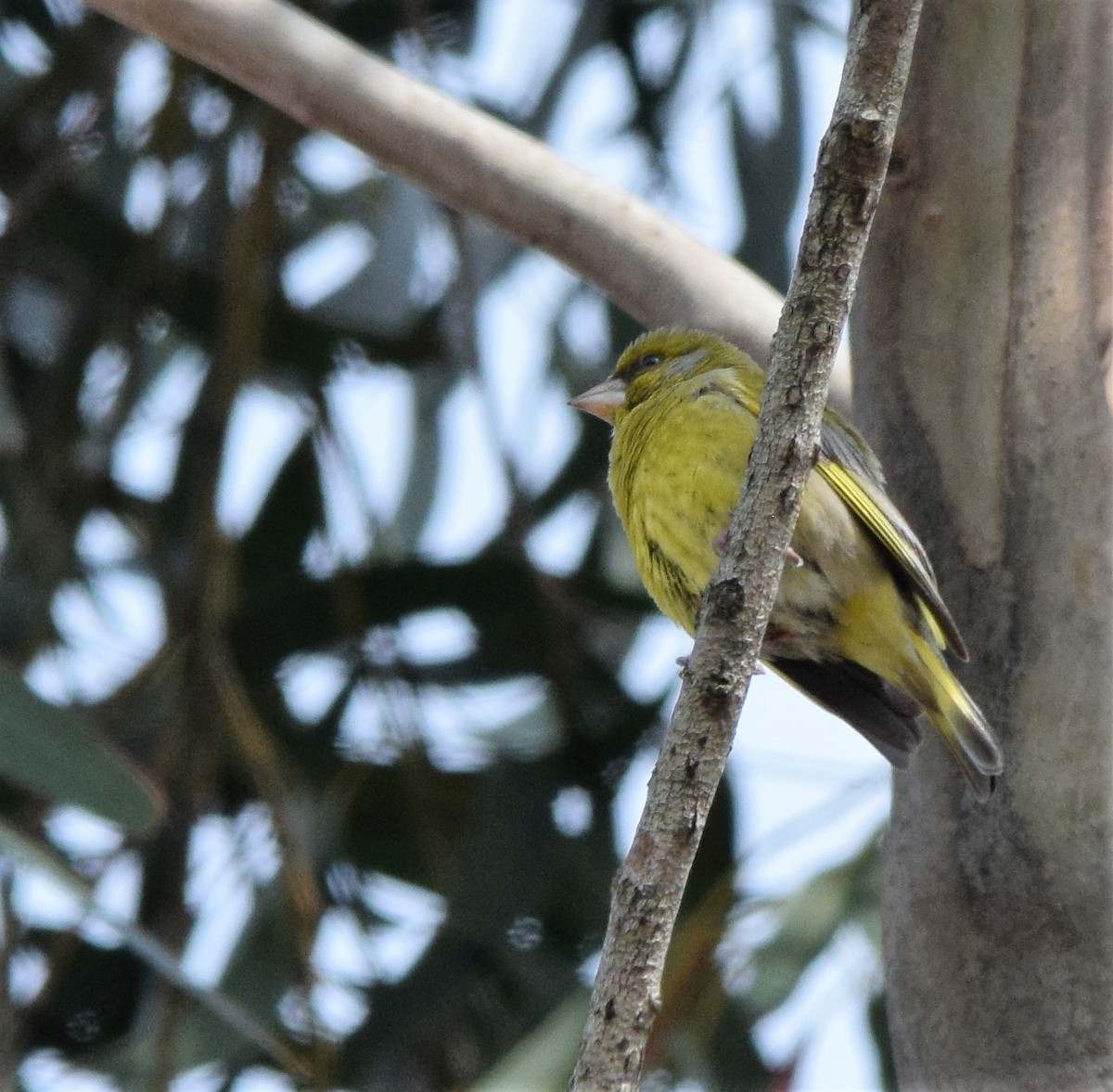 European Greenfinch - ML415421011