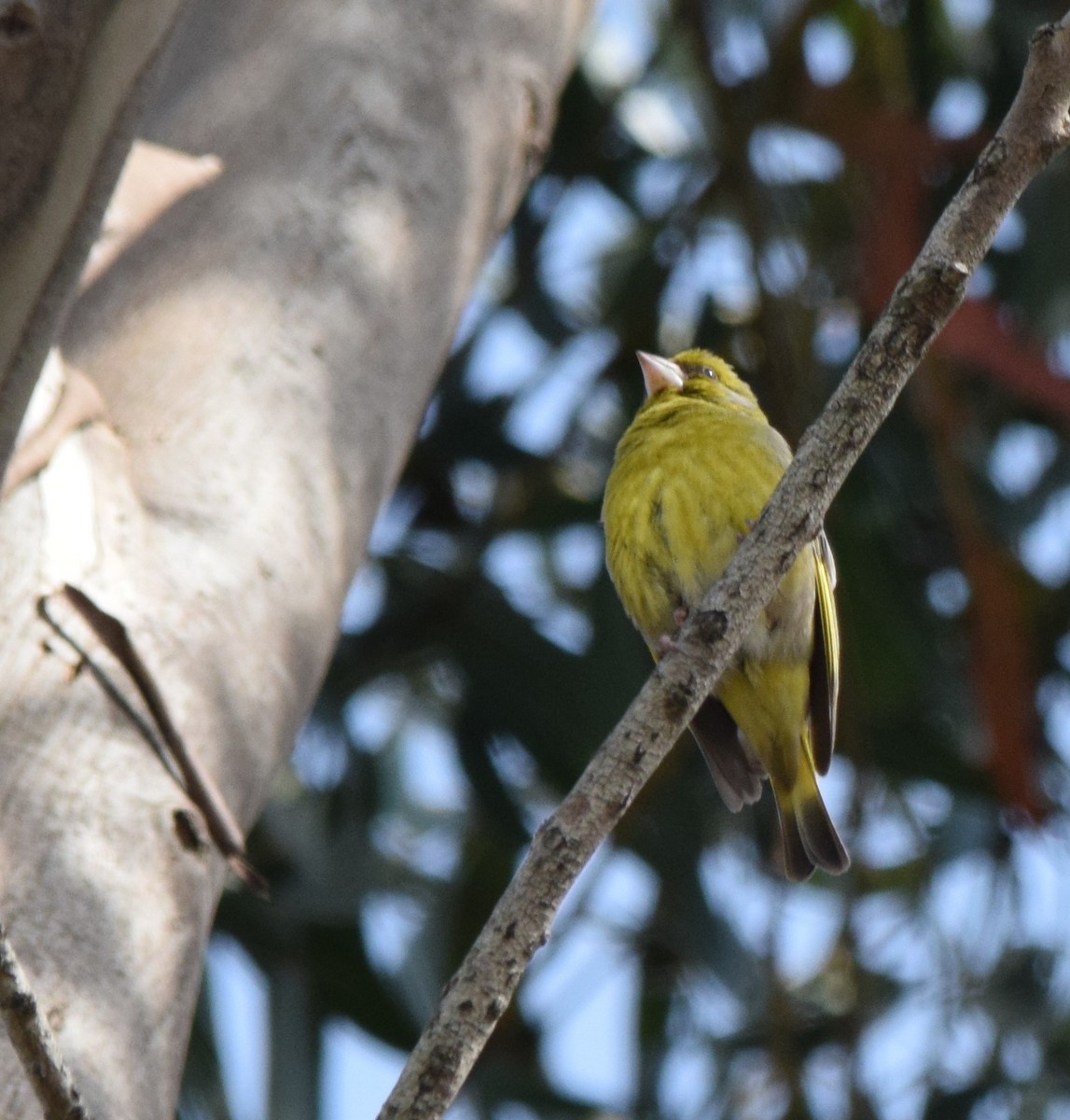 European Greenfinch - ML415421121