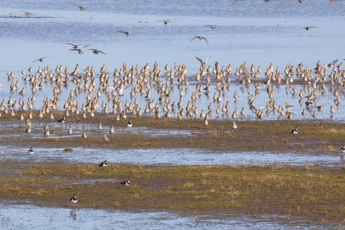 European Golden-Plover - ML415422011