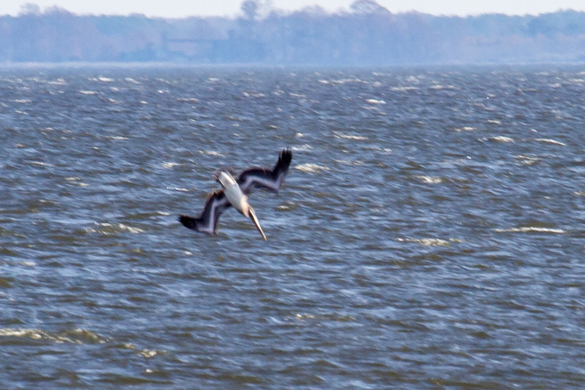 Brown Pelican - ML41542271