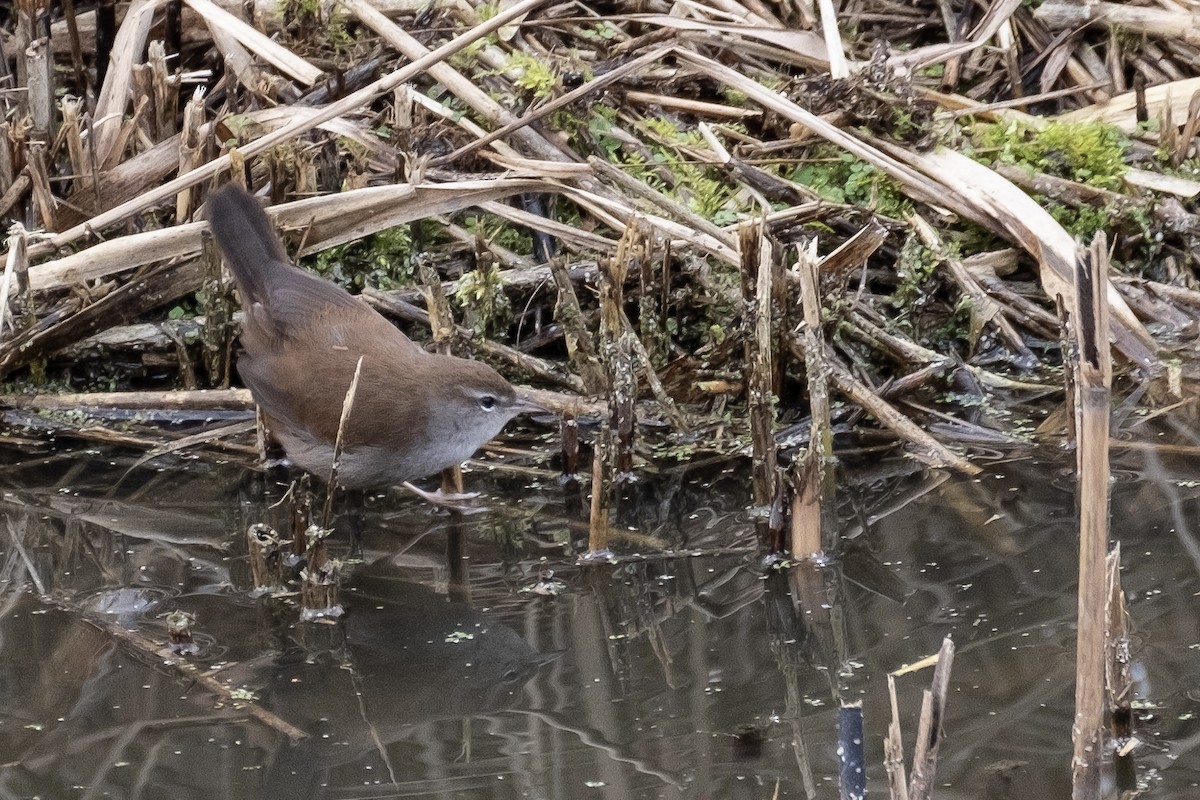 Cetti's Warbler - Malcolm Kingswell