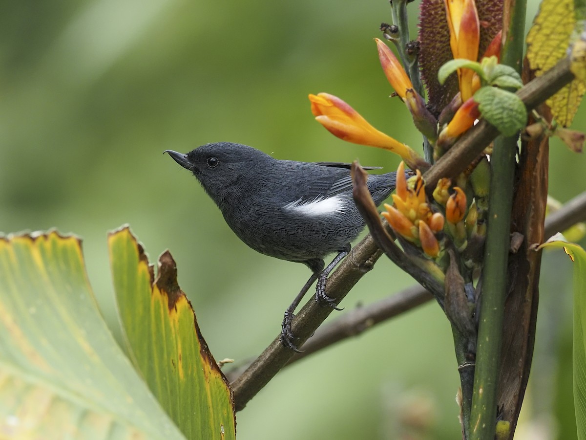 Pinchaflor Flanquiblanco - ML415425291