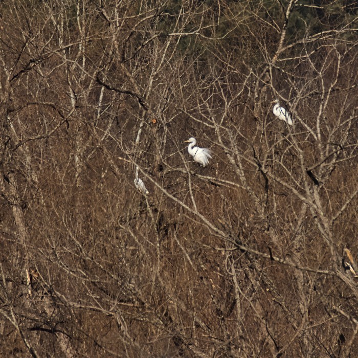 Great Egret - ML415427121