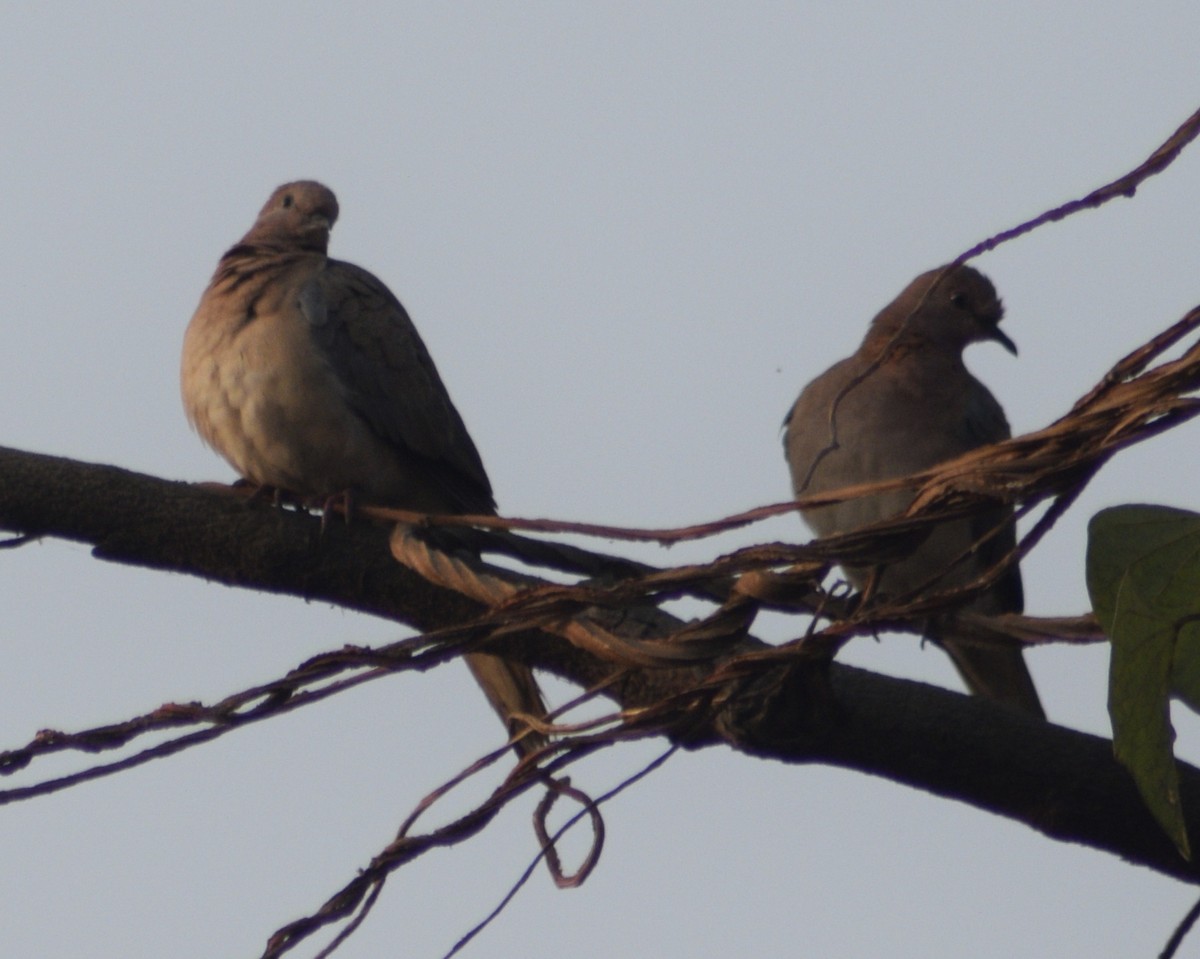 Laughing Dove - ML415428001