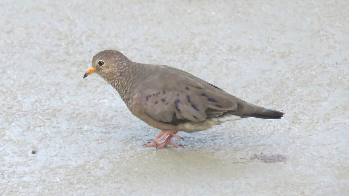 Common Ground Dove - ML41542841