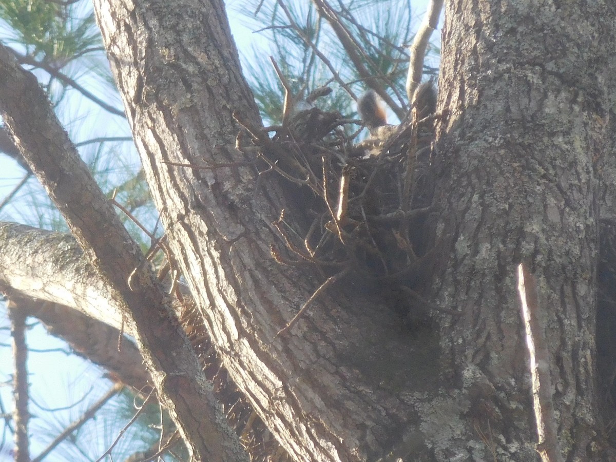 Great Horned Owl - ML415428541