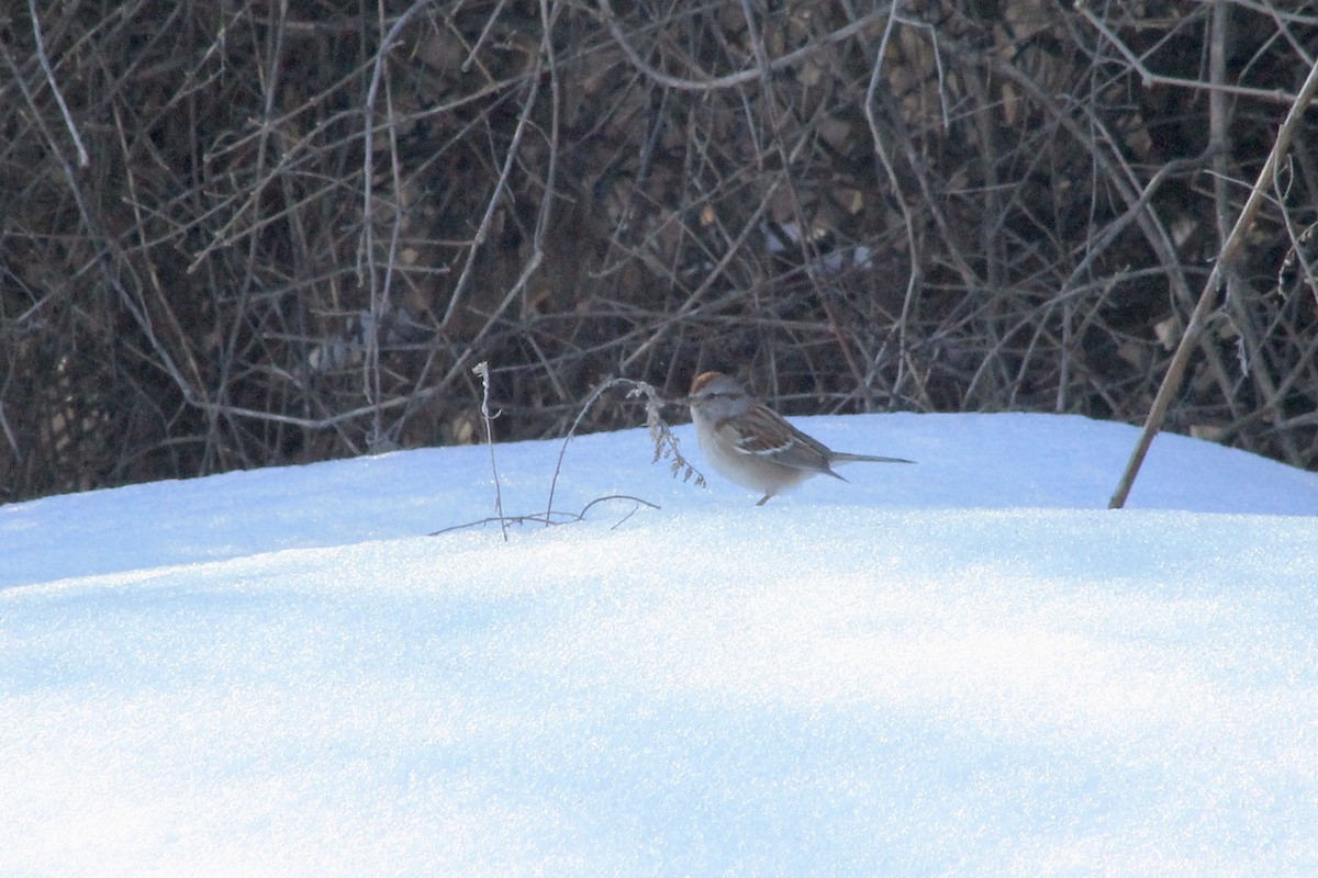 American Tree Sparrow - ML415428981