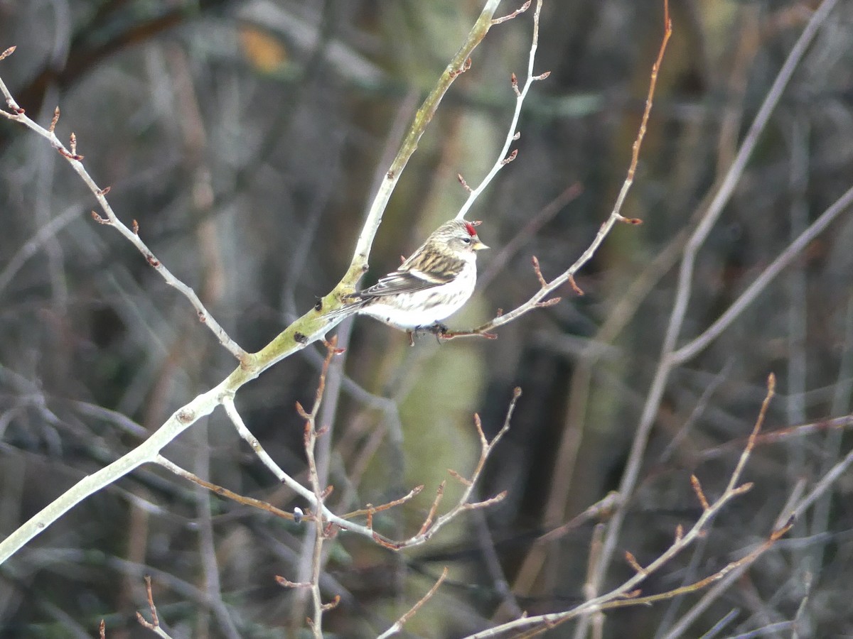 Redpoll (Common) - ML415430601