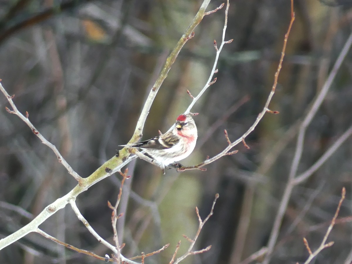 Redpoll (Common) - ML415430671