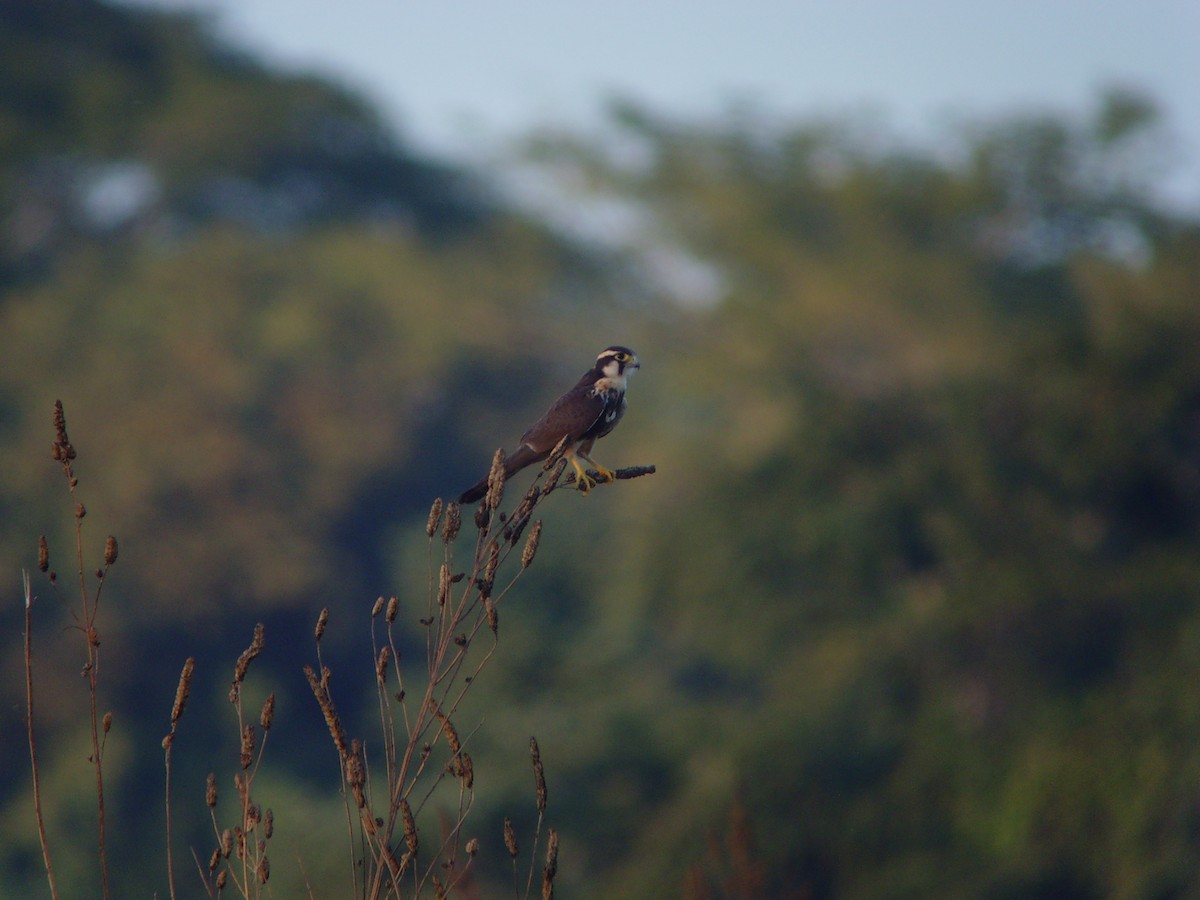 Aplomado Falcon - ML41543151