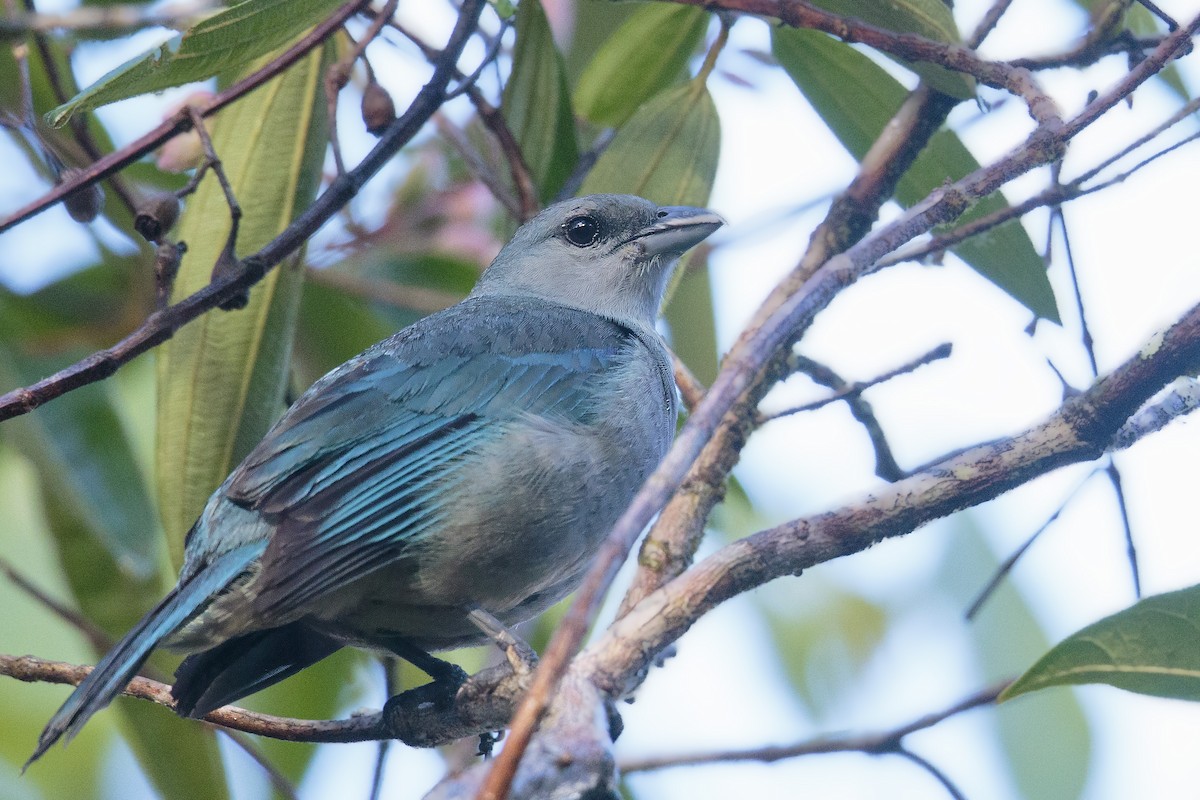 Tangara à épaulettes bleues - ML415432101