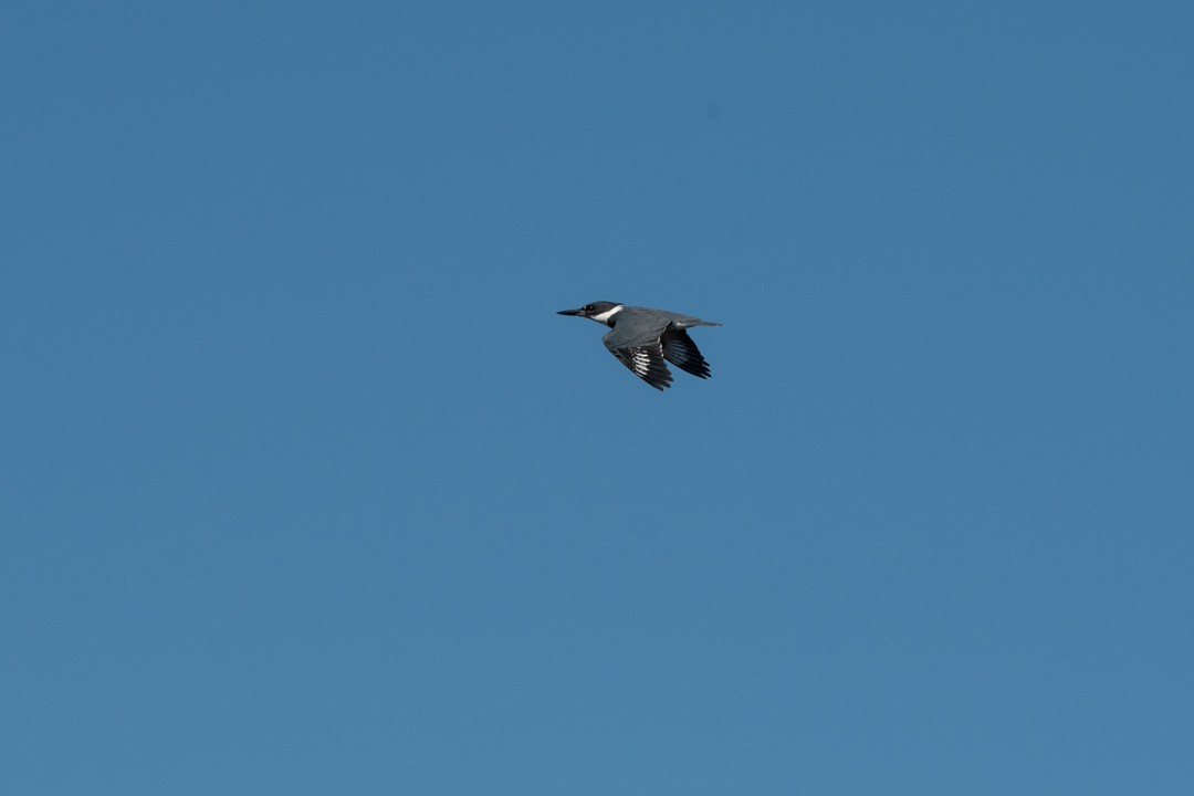 Belted Kingfisher - ML415433551