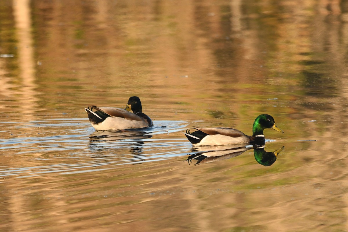 Mallard - ML415434861