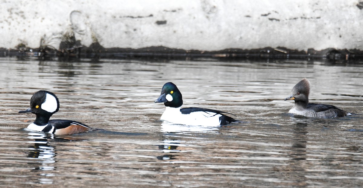 Common Goldeneye - ML415436051