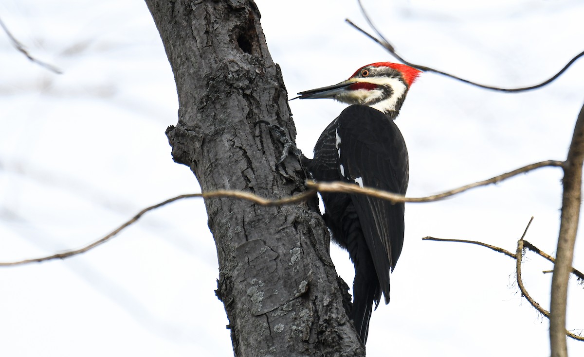 Pileated Woodpecker - ML415436121