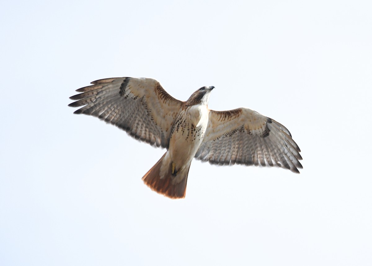 Red-tailed Hawk - ML415436211