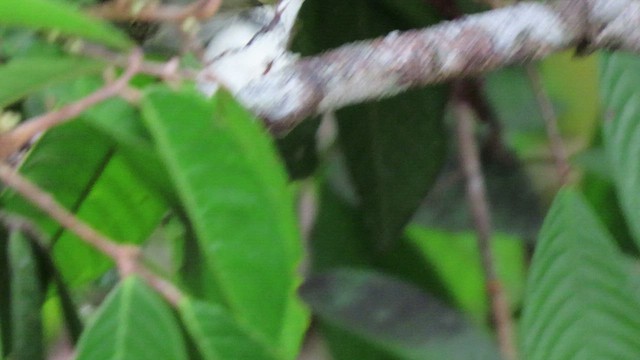 Golden-faced Tyrannulet - ML415436971