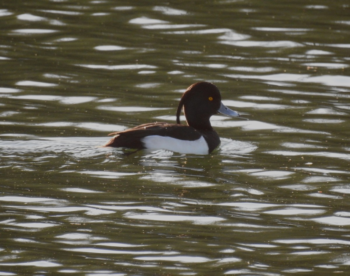 Tufted Duck - ML415437011