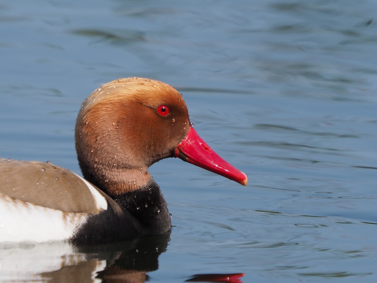 Red-crested Pochard - Toni Almajano Andújar