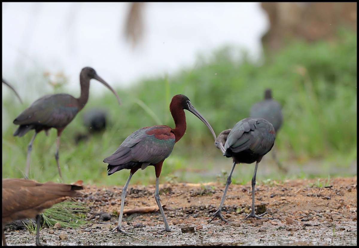 ibis hnědý - ML415437791