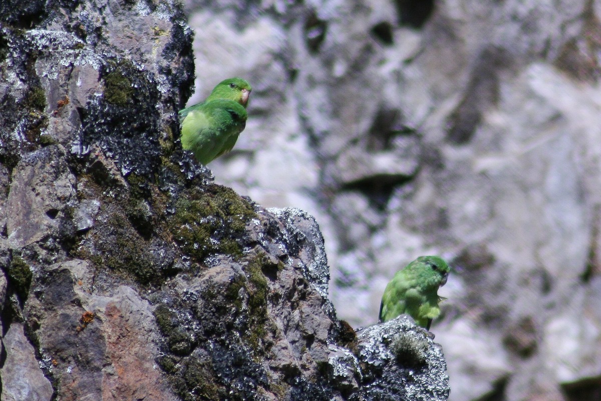 Mountain Parakeet - ML415438441