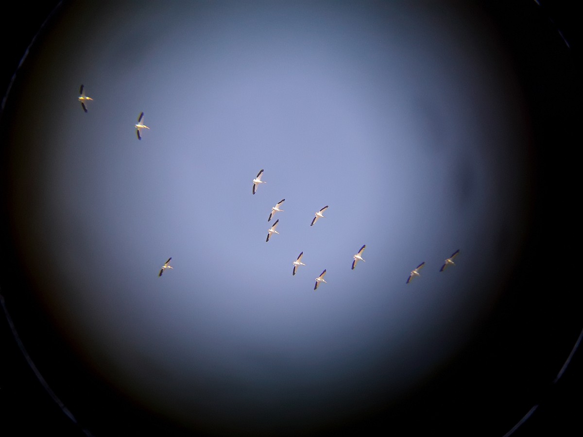 American White Pelican - ML415438561