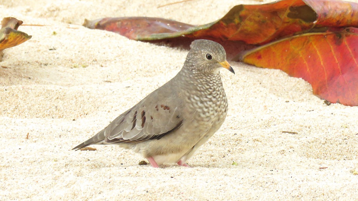 Common Ground Dove - ML41543911