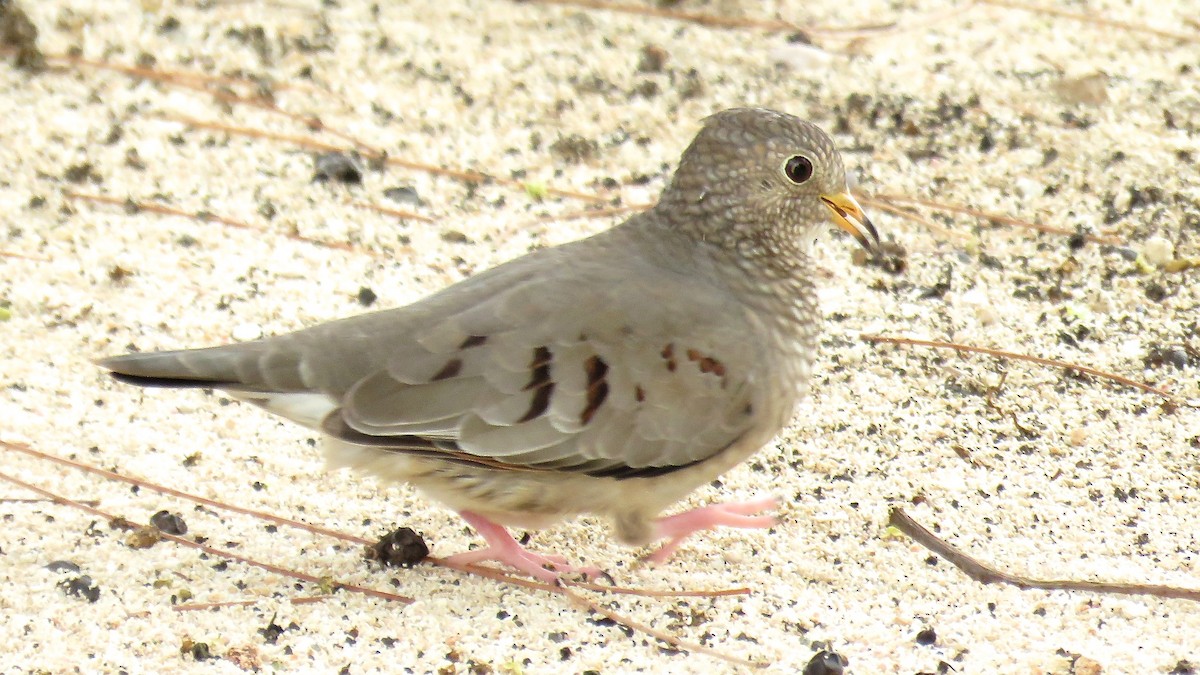 Common Ground Dove - ML41543961