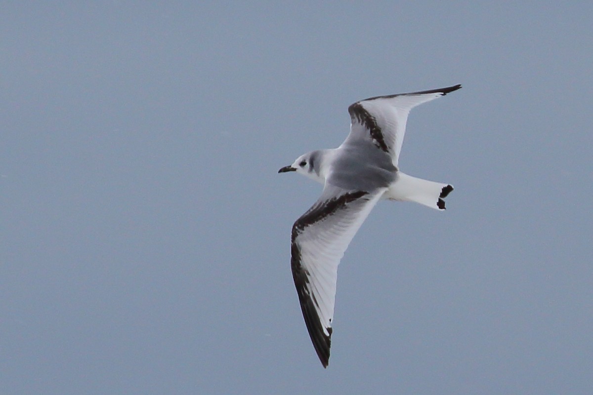 Black-legged Kittiwake - Bruce Robinson