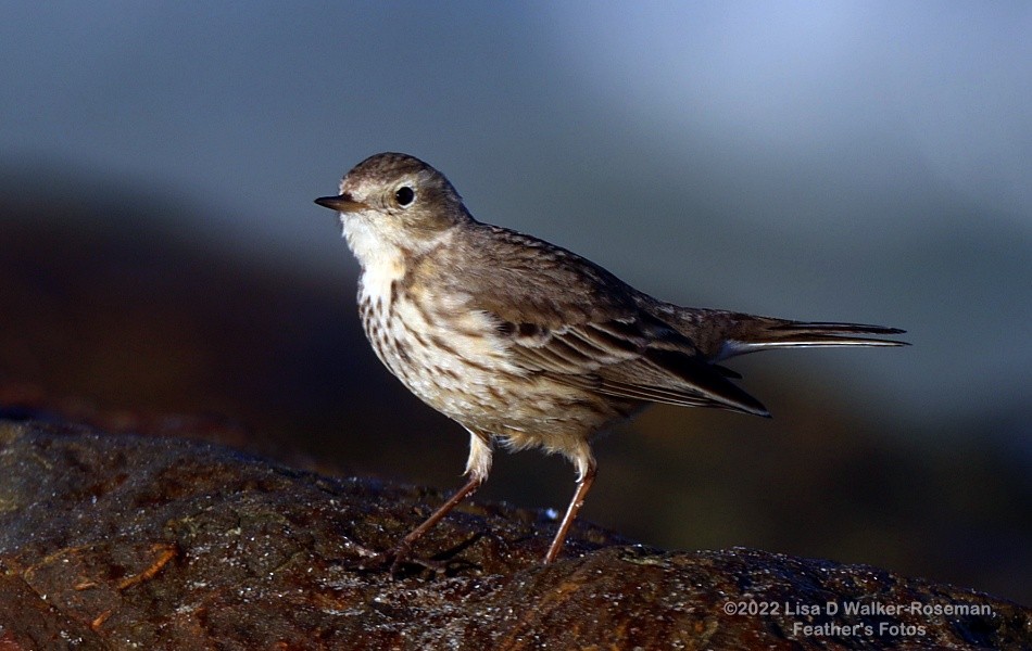 Pipit d'Amérique - ML415442031