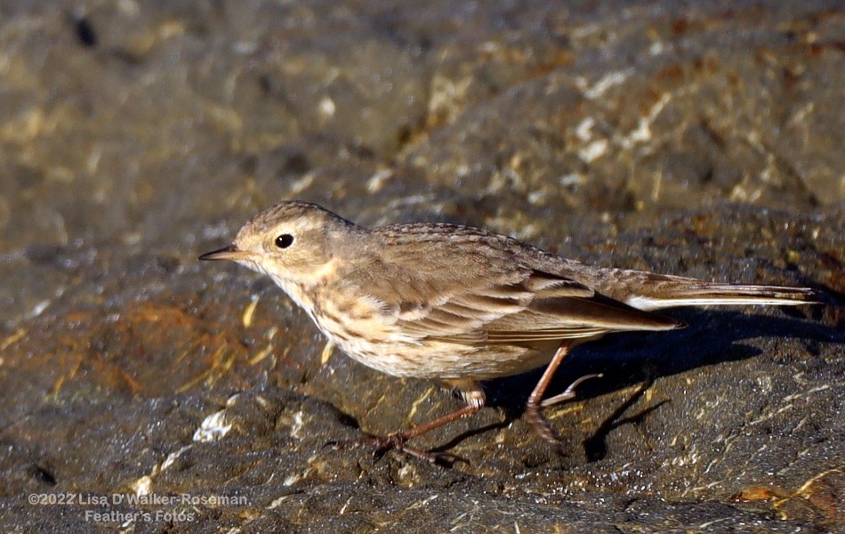 American Pipit - Lisa Walker-Roseman