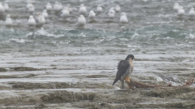 Peregrine Falcon - ML415442081