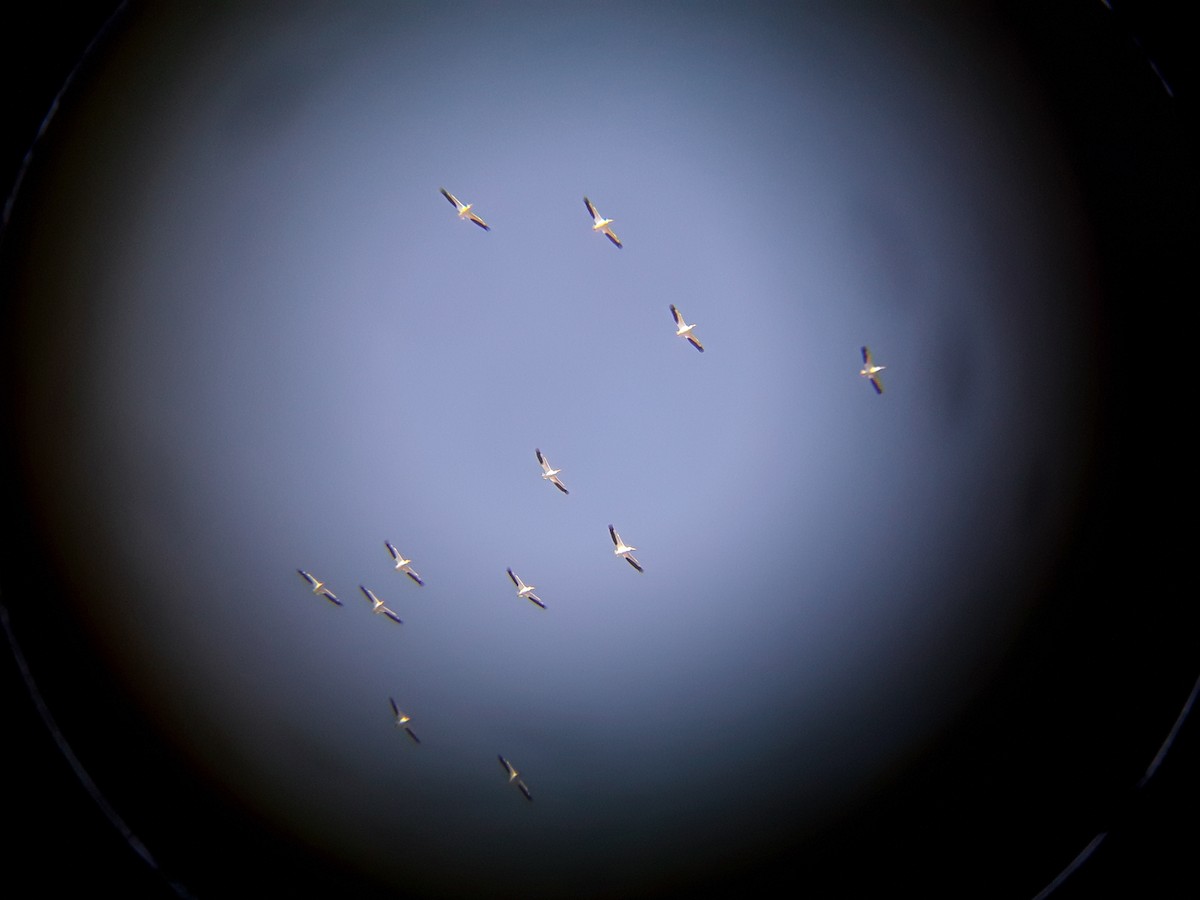 American White Pelican - ML415442421