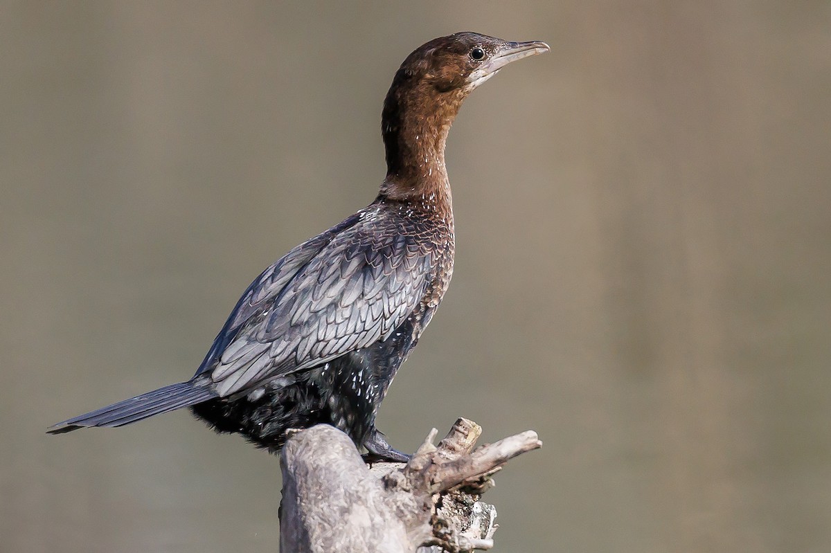 Pygmy Cormorant - ML415442891