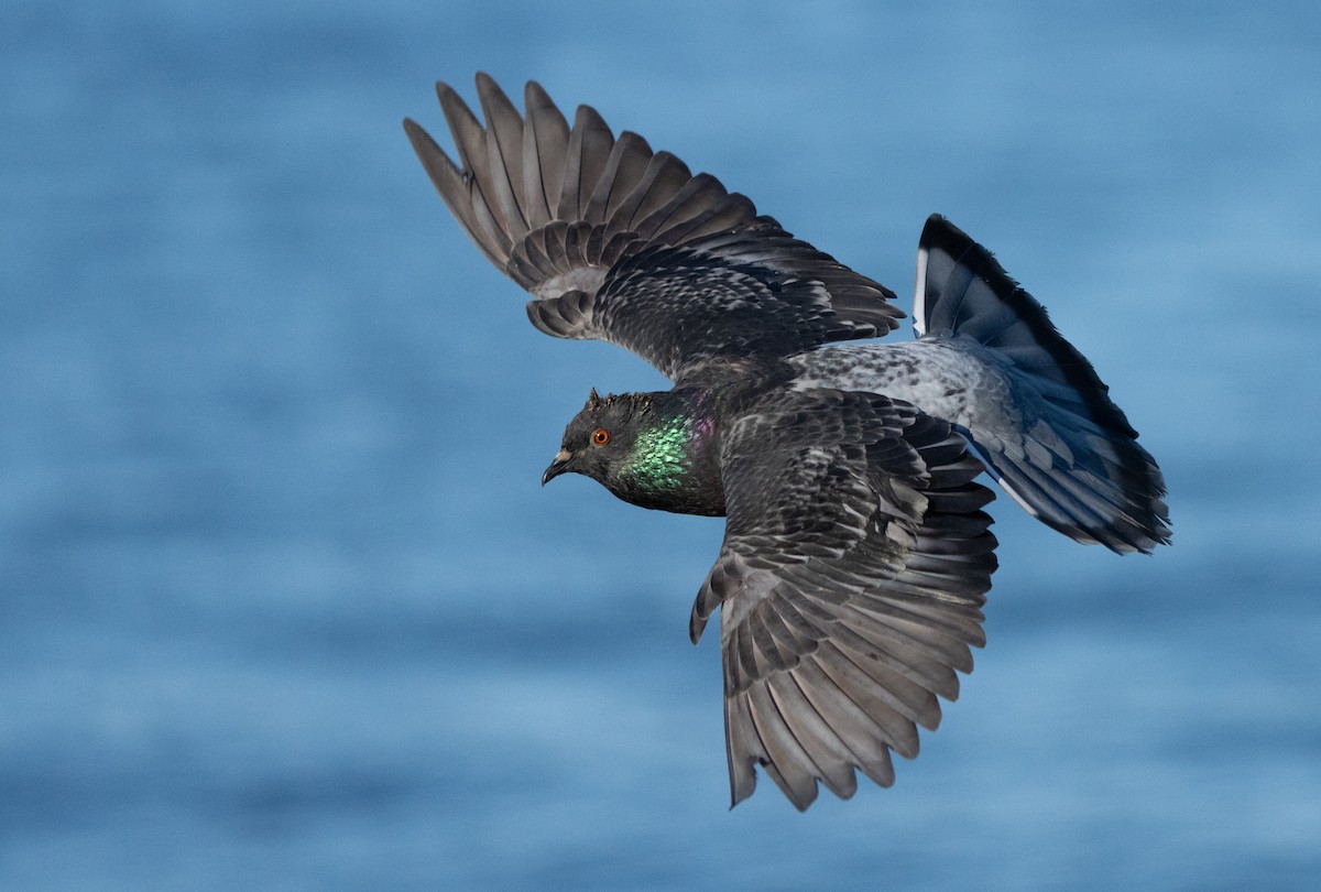 Rock Pigeon (Feral Pigeon) - ML415443321