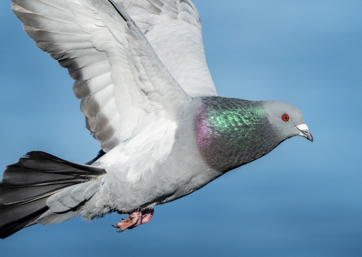 Pigeon biset (forme domestique) - ML415443351