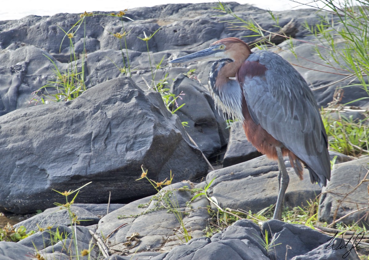 Goliath Heron - ML41544391