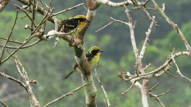 Gilded Barbet - ML415444511