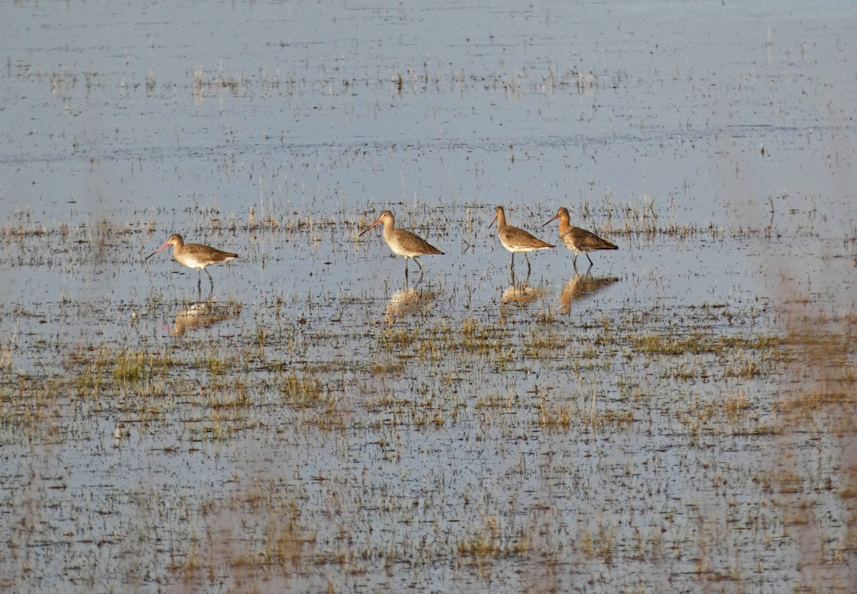 Black-tailed Godwit - ML415444731