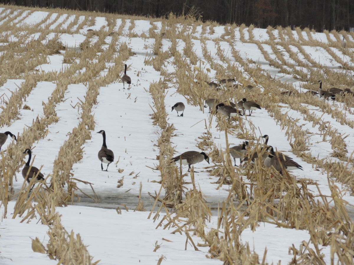 Canada Goose - ML415445211