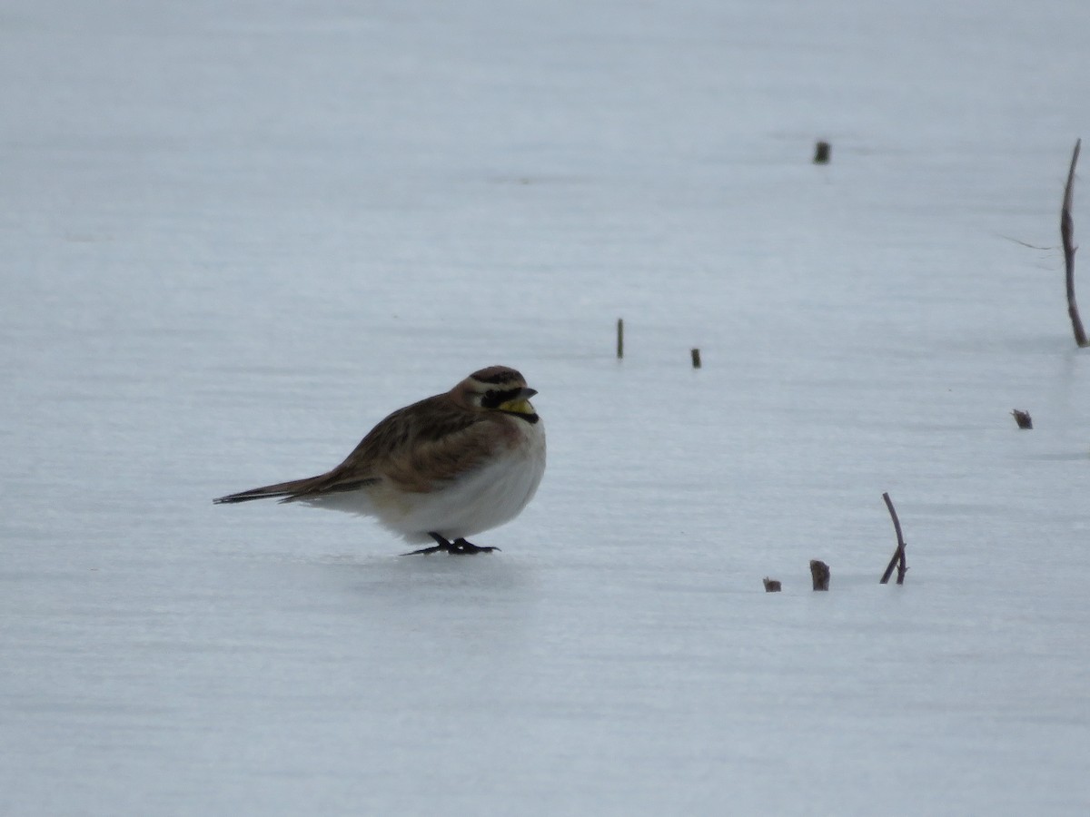 Horned Lark - ML415445301