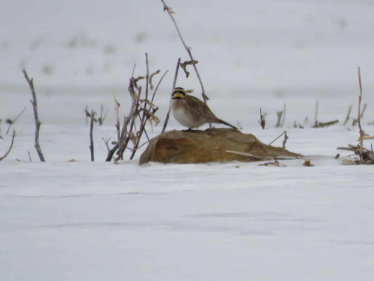 Рогатый жаворонок - ML415445331