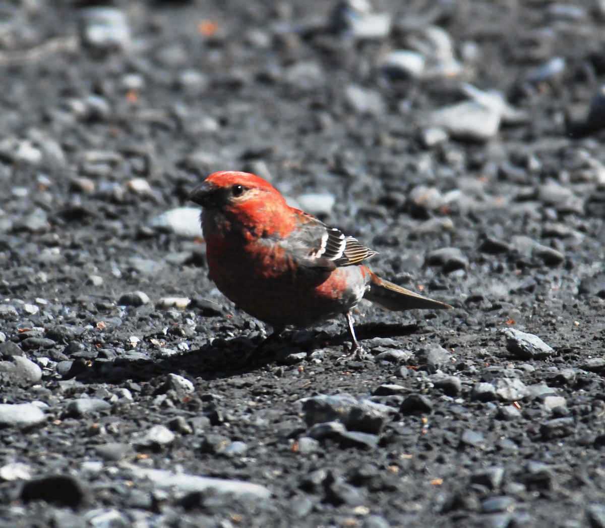 Pine Grosbeak - Gary Rosenberg