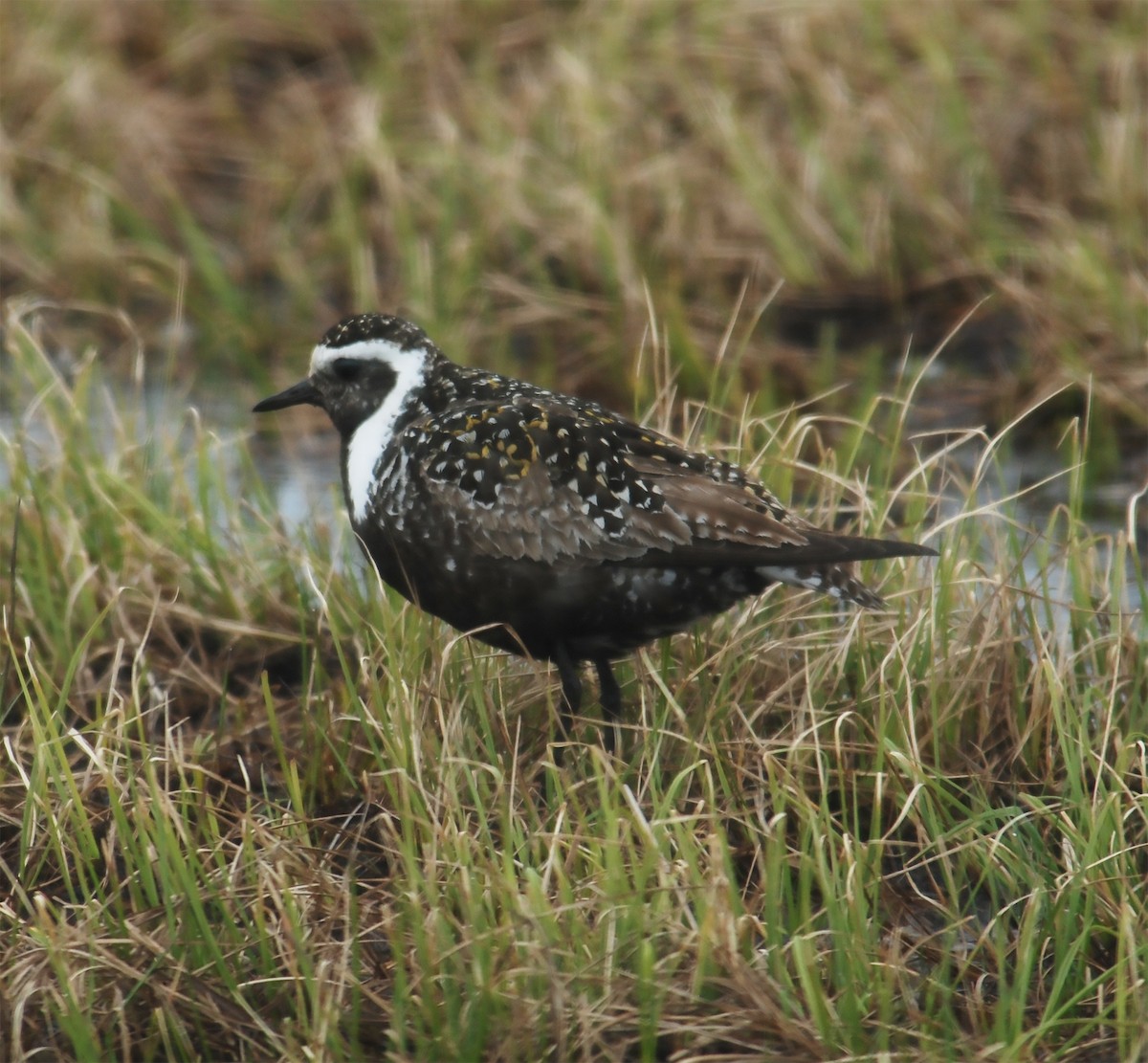 American Golden-Plover - ML415447091