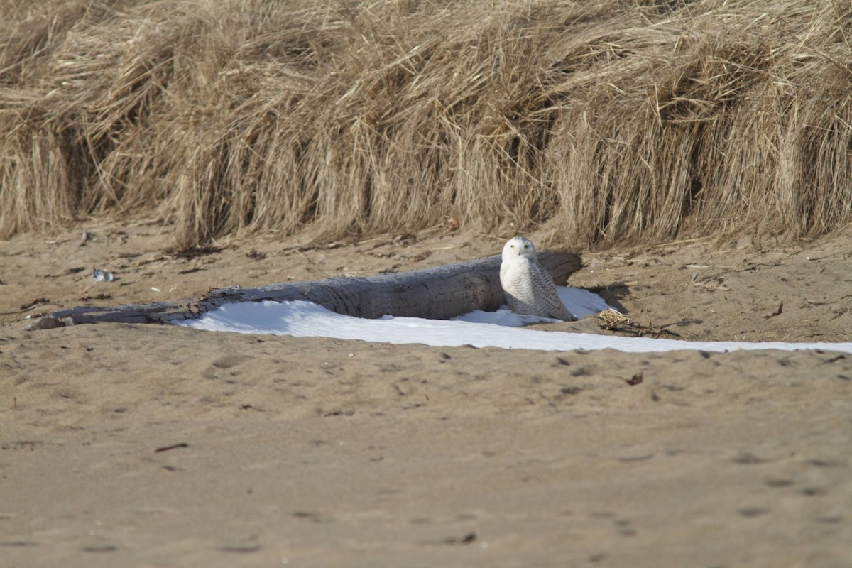 Snowy Owl - Doug Hitchcox