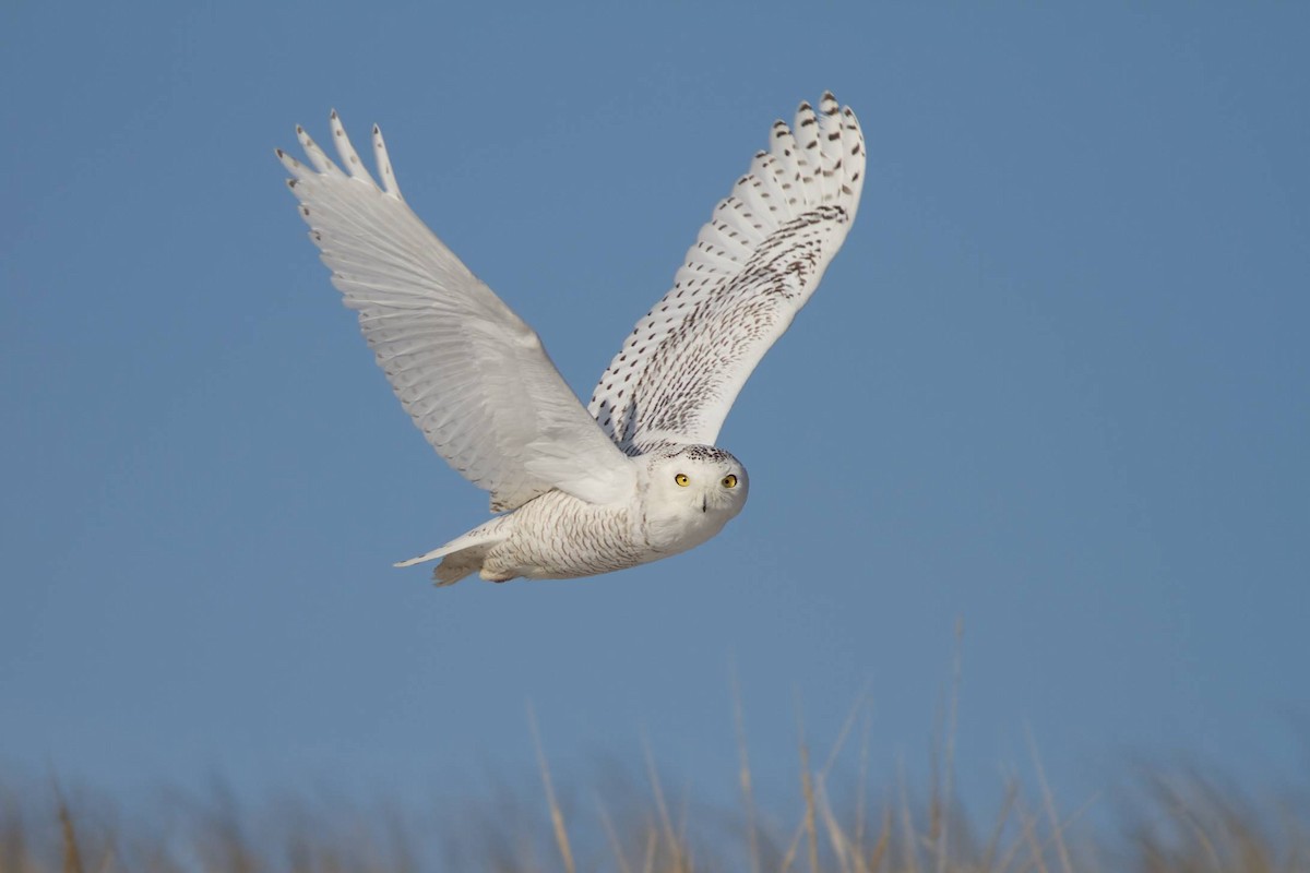 Snowy Owl - ML41544741