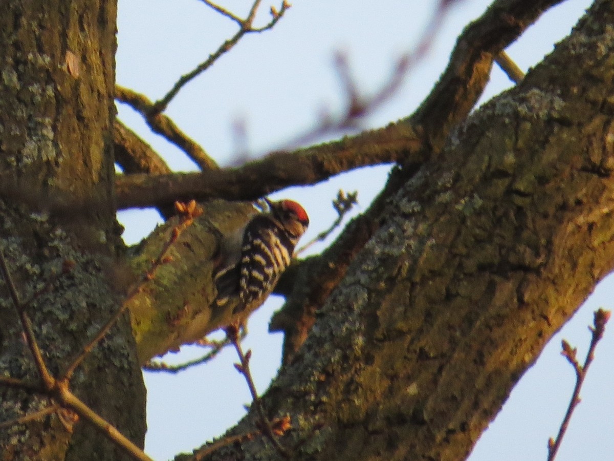 Цоохор тоншуул - ML415447931