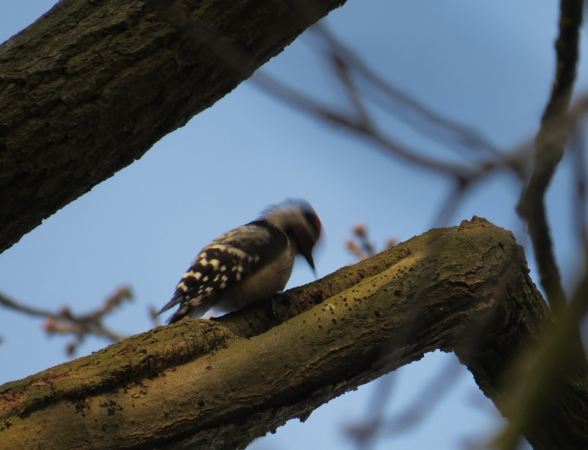 Цоохор тоншуул - ML415447951